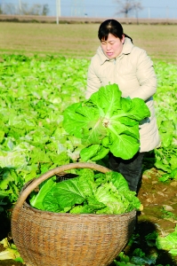 永济市萝卜、大葱、冬瓜等优质蔬菜，陆续进入收获季