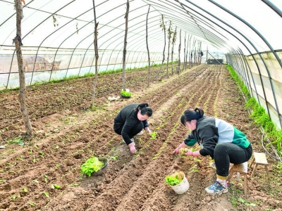 平陆张郭村建起55个蔬菜大棚