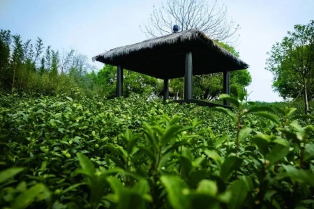 运城人去上海喝午后茶，去这13家茶馆没错