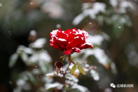 运城初雪