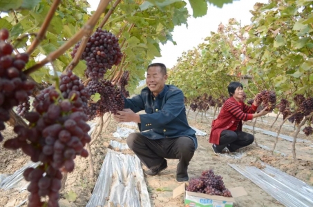 运城水果丰收季（组图）