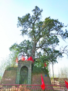 栽植古柏祭忠良(新绛县古交桃儿王村)