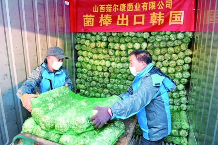 稷山县上李种植基地香菇菌棒出口韩国