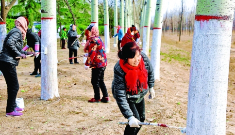 夏县水头镇防护林带树木刷白套红