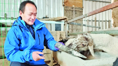 西陌退役军人景和平回乡当牧羊人