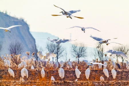 一群白鹭在黄河滩