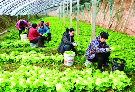 龙居镇赵村蔬菜大棚每年为村民增加收入1000万余元