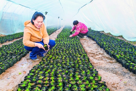 盐湖区花卉培育基地迎接即将到来的春节市场需求