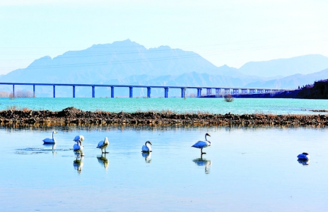 古城国家湿地公园天鹅